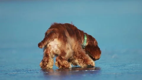 Energetic Golden Spaniel leaps and sprints across a frozen lake, full of joy and Stock Footage 305094650
