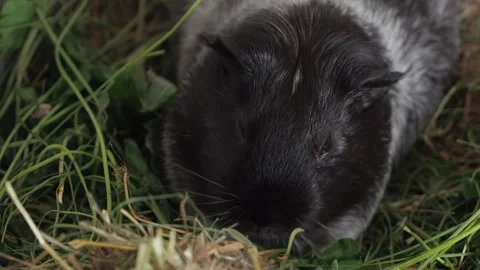 The energetic guinea pig alternates between quick runs across the lawn and inten Video stock 278093706