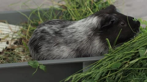 Energetic guinea pig alternates between eating grass and short grooming breaks Video stock 278115686