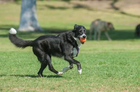 Energetic herding dog having fun Stock Photos