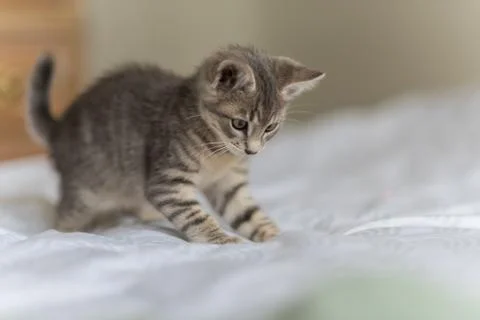 Energetic kitten having some fun. Stock Photos