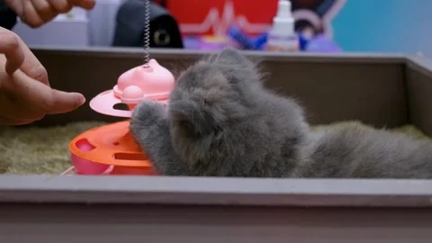 Energetic little kitten playing with a blue ball at play station. grey cat Stock Footage 343740272
