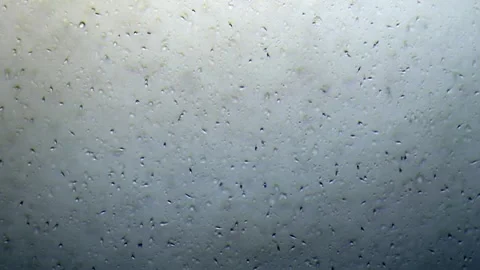 Energetic movement of large number of sperm in the semen fluid under microscope Stock Footage 330883172