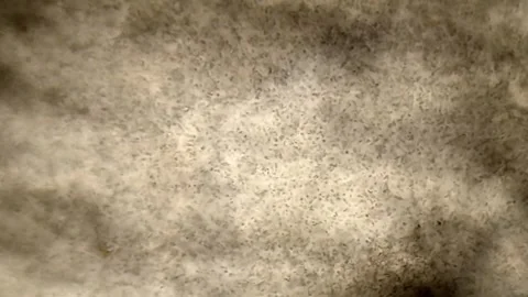 Energetic movement of large number of sperm in the semen fluid under microscope Stock Footage 330883220