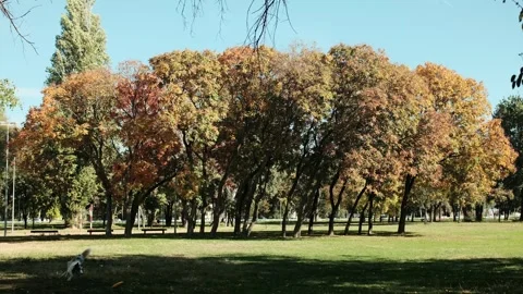 Energetic red merle border collie running with a frisbee across a sunny autumn Stock Footage 342724381