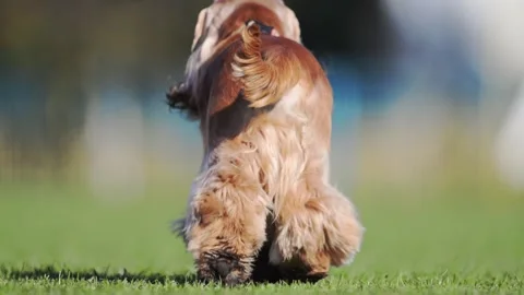 Energetic red spaniel joyfully runs through a lush green field, ears flapping in Vídeo Stock 304681449