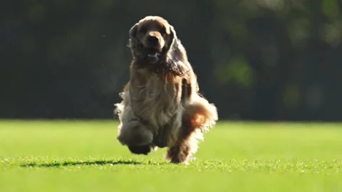 Energetic red Spaniel playfully sprints on a football field, 4K slow motion. Stock Footage 293741069