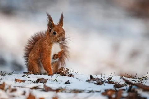 Energetic red squirrel leaping through snowy branches in winter. Stock Photos