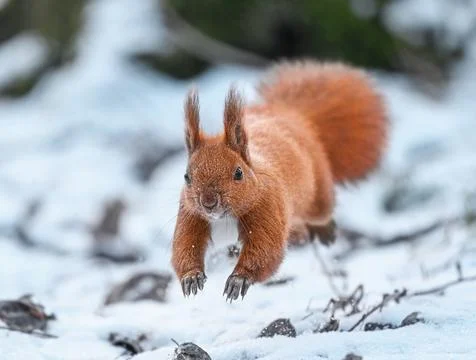 Energetic red squirrel leaping through snowy branches in winter. Stock Photos