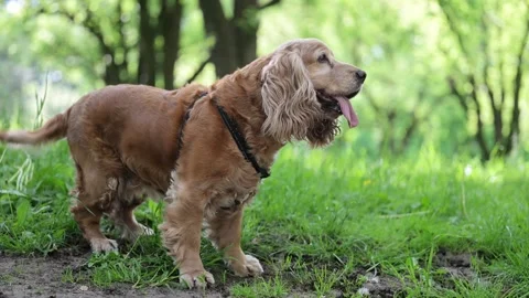 Energetic senior red Spaniel playing in the park, soaking up the warmth of the Vídeo Stock 299854562