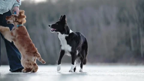 Energetic Spaniel and Border Collie joyfully run across icy lake, enjoying a fun Stock Footage 304686293