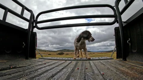 Energetic spaniel dog jumping onto pickup truck bed after farm work Stock Footage 340548087