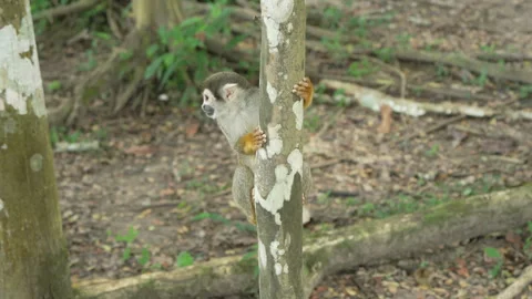 Energetic Squirrel Monkey Leaping from Tree Trunk in Amazon Forest Stock Footage 334963314