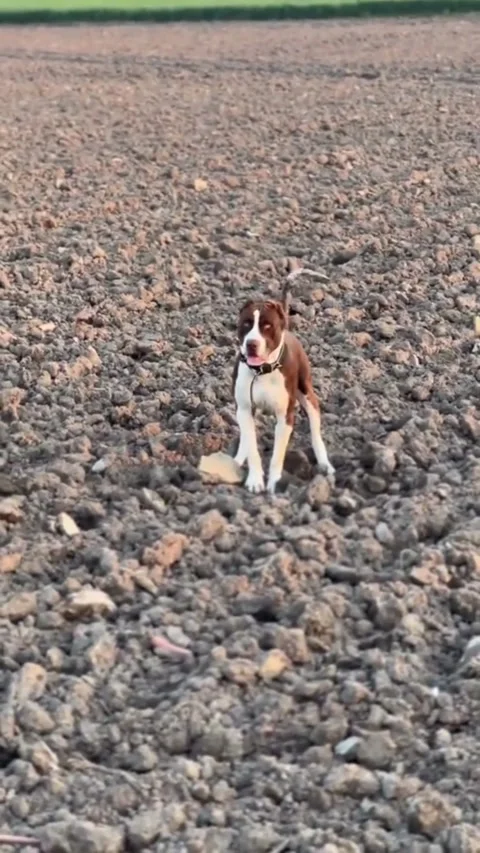 Energetic Terrier Puppy Exploring Rural Countryside Video stock 333012989