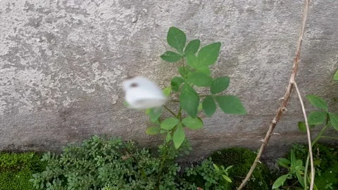 Energetic White Stock Footage 238658014