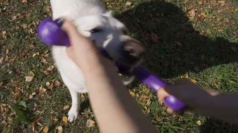 An energetic white Swiss Shepherd pulls a blue rubber toy from his master Stock Footage 96034527
