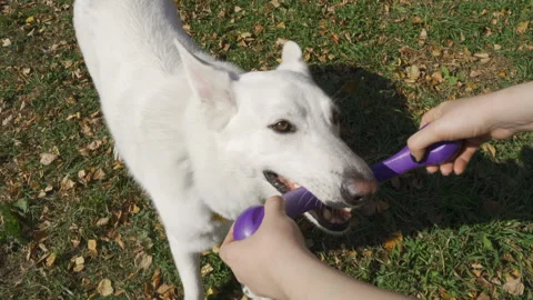 An energetic white Swiss Shepherd pulls a blue rubber toy from his master Stock Footage 96034810