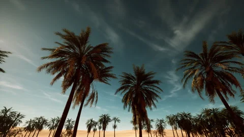 Energized summer scene showcasing swaying palms under bright sky Video stock 334331534