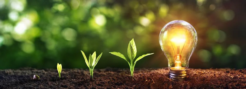 Energy Efficient Lightbulb With Small Tree Stock Photos
