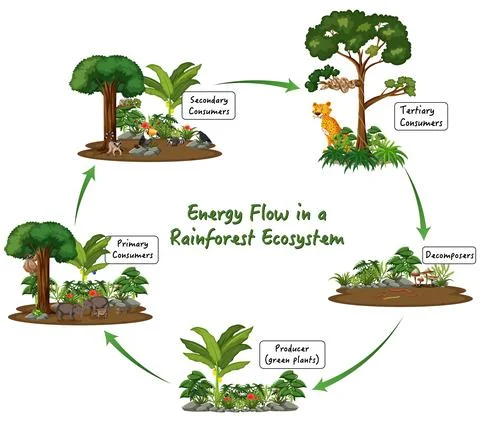 Energy Flow in a Rainforest Ecosystem on white background Stock Illustration