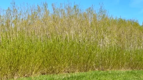 Energy forests are cultivated on arable land for the purpose of extracting Stock Footage 334346645