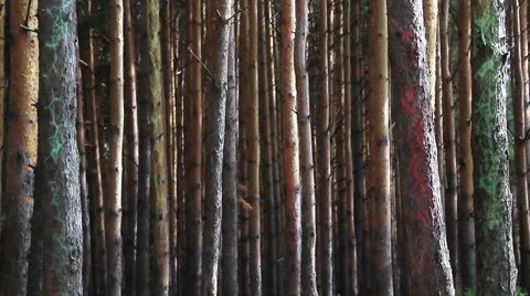 Energy rises on the trunks of trees in a dense forest. Augmented reality Stock Footage 51848816