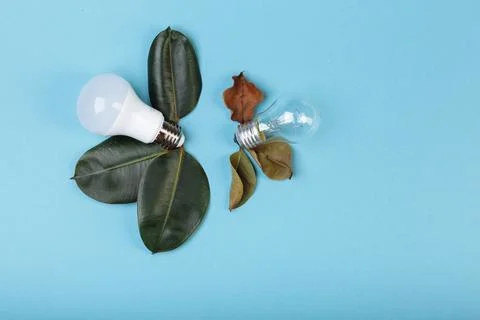 Energy saving and incandescent lamps lying near to fresh and died lives of ficus Stock Photos