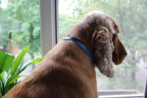Eng spaniel breath Stock Photos