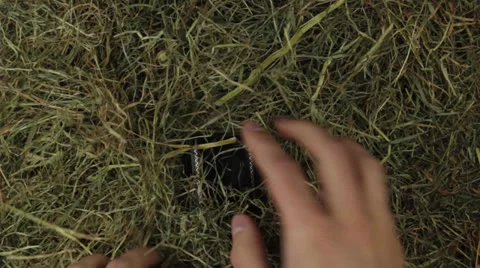 A engagement ring with a big diamond in straw Stock Footage 24869219