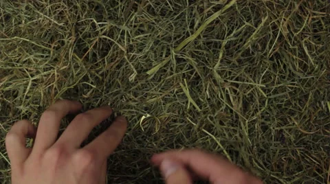 A engagement ring with a big diamond in straw Stock Footage 24869381
