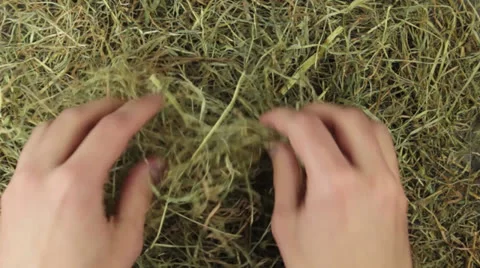 A engagement ring with a big diamond in straw Stock Footage 24920336