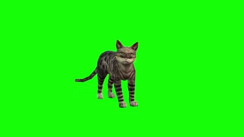 Engaging 3D Cat Idle, Lookaround - Front View in 4K Greenscreen 스톡 동영상 291536182