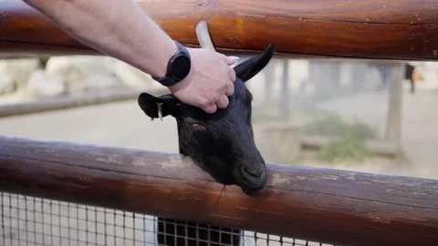 Engaging and Cheerful Goat Interaction Experience at the Farm Environment, a Stock-Footage 308822421