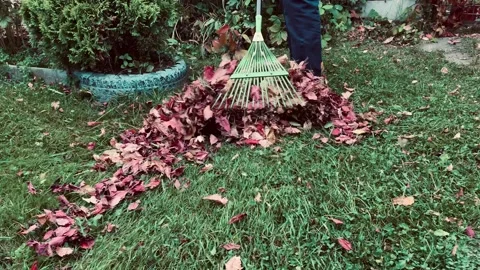 Engaging in autumn leaf raking in your beautiful garden Stock Footage 317559926