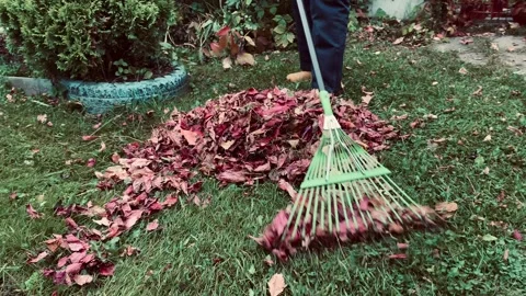 Engaging in autumn leaf raking in your beautiful garden Stock Footage 317560634