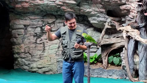 Engaging bird interaction show close-up zoo exhibit for an entertaining 库存影片 336386414