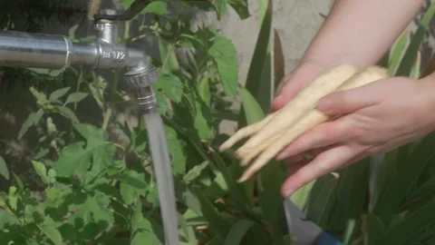Engaging in Gardening with an Efficient Watering System for Growing Fresh Video stock 283283172