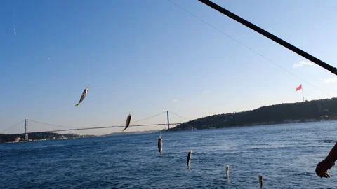 An engaging image portrays multiple fish caught on hooks during a fishing trip Stock Footage 315188617