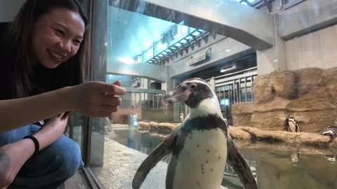Engaging Interaction Between Person and Penguin at Zoo Exhibit Stock Footage 315469151