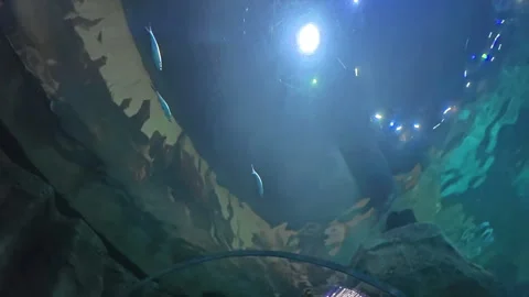 An engaging perspective from within an underwater tunnel Stock Footage 323134917