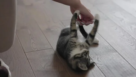 Engaging in Playful Interaction with a Cats Tail Brings Joy and Affection to Stock Footage 304729267