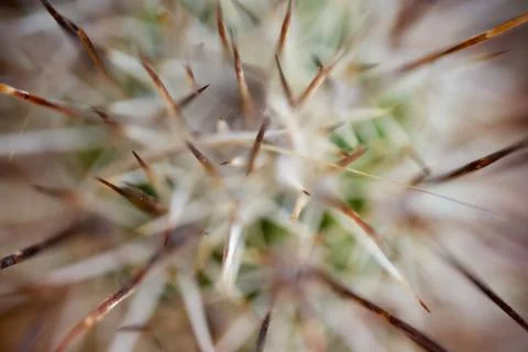 Engelmann's Hedgehog macro Stock Photos