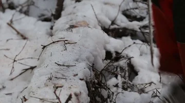 Engineer clearing snow from tree with foot to cut with chainsaw Stock Footage 85719762
