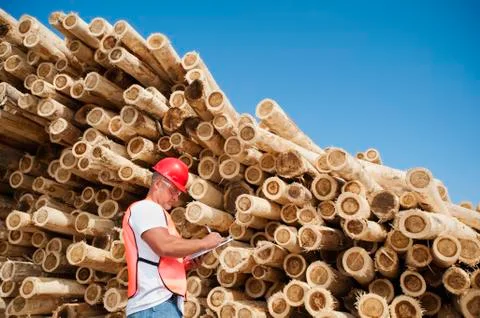 Engineer in front of stack of timber Stock Photos