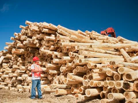 Engineer in front of stack of timber Stock Photos