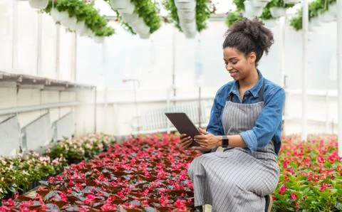 Engineer test plants and analyze data with tablet. African american girl looking Stock Photos