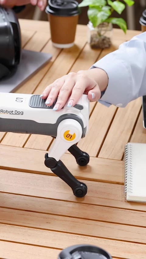 Engineering Student Testing Quadruped Robotic Dog Prototype on Wooden Table Stock Footage 346276563
