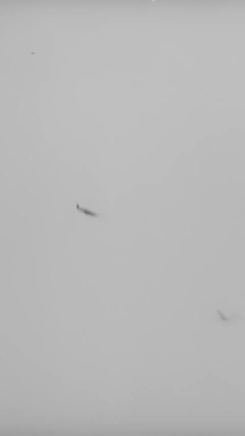 ENGLAND - 1940s - RAF Spitfires fly through the clouds. Stock Footage 342256912