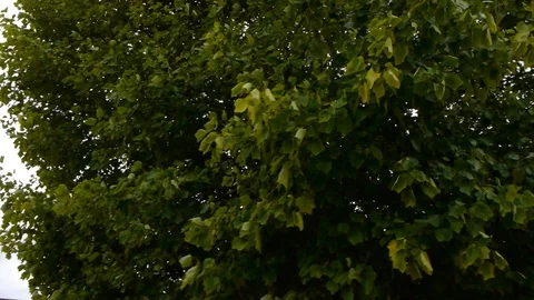 ENGLAND  CIRCA 2011: Angle tilt to Penshurst Place. Video stock 99629491