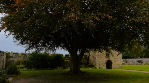 ENGLAND  CIRCA 2011: Garden tree at Penshurst Place Castle. Video stock 99626037